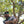 Rasta Golf Polo black lifestyle shot worn by man mid golf swing outdoors with green LBC logo and Rasta-print collar visible | Lost Boy Creations Key West