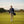 LBC Golf 1/4 Zip navy lifestyle shot worn by man walking golf course fairway carrying bag with orange Lost Boy surfer logo visible on chest | Lost Boy Creations Key West